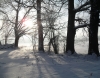 Blick durch die winterlichen Bäume